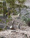 Squeeks can often be heard from ground squirrels in this postion