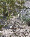 Neither ground squirrel appears bothered by the other