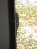 Very large black lizard on the wall outside office window