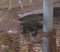 Large black lizard on west side of house