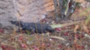 Black bodied lizard full profile