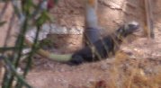 Black bodied 'dino-lizard' in ferocious full profile