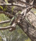 Hummingbird close-up