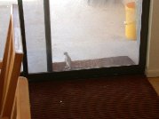 Wonder what this ground squirrel makes of the glass door on the back porch