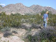 Paul leads the way between various plants towards ramada