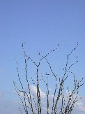 Unidentifed bird atop occotillo