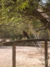 A hawk makes use of hitching post