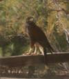 A closer look at this hawk