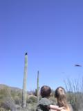 One hawk flies by another perched on saguaro