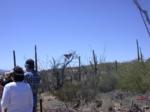 Hawk lands; another perched on saguaro at right