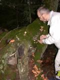 Paul picks puffballs from old rotting tree on our property