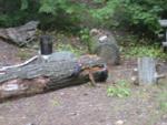 White neck stripes and prominent red crest - Pileated Woodpeckers