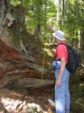 Diameter of old fallen tree measures just over 3 feet
