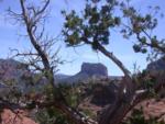 Bristlecone pine frames Courthouse Butte in the distance