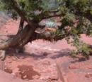 Sharp leaved agave framed by shedding bark pine with remains of water in pool on red rock ground