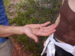 A partial seed pod on left and unbroken one on right