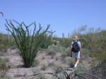 Paul on the search for baby ocotillos