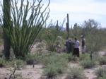 A resilient saguaro among lush desert growth