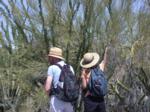 Paul and Emily closely view co-located saguaro and palo verde
