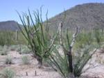 Cholla skeletons remain within branches of ocotillos