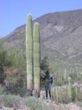 Saguaro shade is good enough for a pause with backpack off
