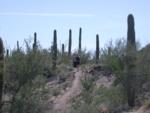 Emily and Lindsey dwarfed by saguaros on path towards Table Top peak