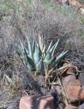 Flower stalk starts to immerge from agave center