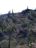 Paul climbs hill toward likely crested saguaro