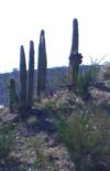 Sure looks like a crested saguaro from this distance