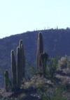 Paul confirms a crested saguaro