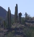 Paul with his find of crested saguaro