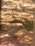 Female quail digs a trough in shade of mesquite