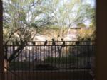 Dove convention in the shade off our back porch area