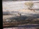 Startled, likely by us, rabbit takes off quickly past our dinning room window