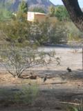 One juvenile gambel's quail with parents - What happened to its siblings?