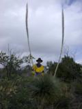 Intact bloom stalks from last season on yucca nicely frame Paul