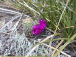 Blooming hedgehog despite the cold temperature