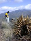 Agaves die after blooming and often uproot in high winds