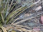 Interestingly spun web between rock, yucca leaves and ground