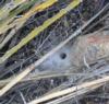 Dew drops sparkle on funnel-shaped web