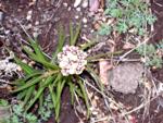 Reddish-pink and white large globular shaped multi-bud flowering stalk