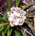 Geometrically fascinating multi-bud flower