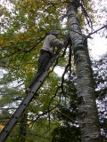 Second safety rigging to birch itself