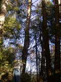 Long dead standing tree towers over Paul as he works on newly downed tree