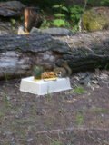 Kitty had difficulty holding camera still to catch close up shot of squirrel chomping away on pineapple scraps