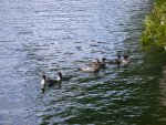 One appears to be leading the group back out into the main portion of the lake