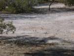 Mama in the foreground left, 2 juveniles in rear - one still in protection of hole