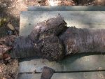 Mutated trunk of fallen cherry tree