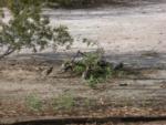 7 Gambel's quail and 1 rabbit feeding on newly cut mesquite branch