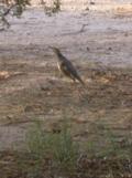 Peg hurries her stride/hop to catch up with male (mate?)